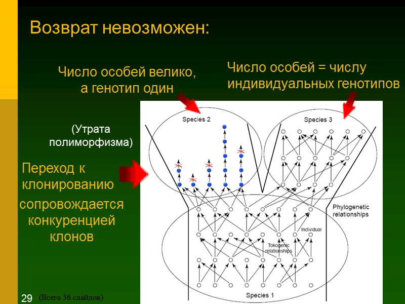 Переход к клонированию Возврат невозможен: сопровождается  конкуренцией клонов  Число особей = числу